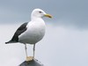Filename=Seagul_cropped_p1010475.jpg
Filesize=207KiB
Dimensions=1024x768
Date added=Sep 23, 2005 Seagul_cropped_p1010475.jpg