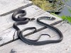 Filename=snakes.jpg
Filesize=249KiB
Dimensions=1024x768
Date added=Sep 25, 2005 snakes.jpg